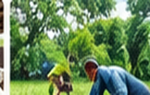 वृक्षारोपण का प्रतीकात्मक चित्र